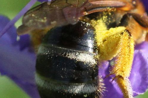 Lasioglossum xanthopus